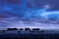 Amazing african dramatic sunset with walking elephants in savannah. Artistic fantastic safari landscape in Masai Mara National