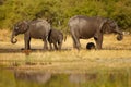 Amazing african elephant in the nature habitat