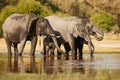 Amazing african elephant in the nature habitat