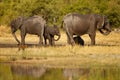 Amazing african elephant in the nature habitat