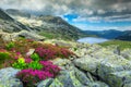 Stunning rhododendron flowers and Bucura mountain lake, Retezat mountains, Romania Royalty Free Stock Photo