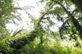 Amazing ancient tree cover with moss and fern