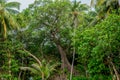 Amazing ancient tropical forest landscape at Landhoo island at Noonu atoll Royalty Free Stock Photo