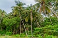 Amazing ancient tropical forest landscape with palm trees at Landhoo island at Noonu atoll