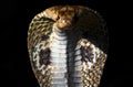 Angry indian cobra Royalty Free Stock Photo