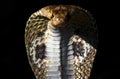 Angry indian cobra