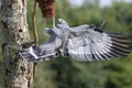 Amazing animal. African Harrier hawk bird of prey foraging for f