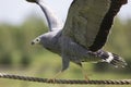 Amazing animal. African harrier hawk bird of prey balancing on r