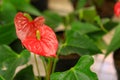 An amazing anthurium flowering plant Royalty Free Stock Photo