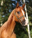 Amazing arabian horse with beautiful halter