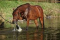 Amazing arabian horse in water Royalty Free Stock Photo