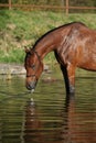 Amazing arabian horse in water