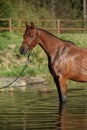Amazing arabian horse in water