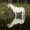 Amazing arabian horse in water