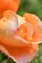 amazing aroma rose bud of pink-orange color with water drops blossom in garden at sunny day . extreme macro shot Royalty Free Stock Photo