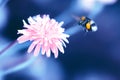 Amazing artistic natural background. Bumblebee flying over fanta Royalty Free Stock Photo