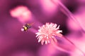 Amazing artistic natural background. Bumblebee flying over fantastic pink dandelion flower. Macro image. Natural background. Pink Royalty Free Stock Photo