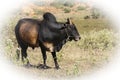 Amazing asian rural landscape with brown oxen on field on a sunny day. Bagan, Myanmar Burma Royalty Free Stock Photo