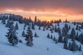 Amazing athmospheric landscape. winter scenery at sunset. Snow covered tree under sunlight. Royalty Free Stock Photo