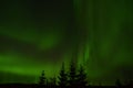 Amazing aurora borealis dancing on star filled autumn night sky over spruce trees