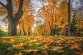 Amazing autumn. autumn leaves in colorful park. Fall landscape. Yellow and red trees in alley