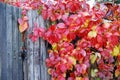 Amazing autumn background with Victoria creeper five-leaved ivy leaves creeping on wooden planks wall in sunlight with various Royalty Free Stock Photo