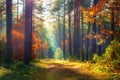 Amazing Autumn Forest In Morning Sunlight. Red And Yellow Leaves On Trees In Woodland. Scenic Landscape