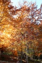 amazing autumn landscape with the sun filters among the colorful