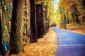 Amazing autumn landscape with tree trunk in sunlight and yellow leaves along road in cosy forest Royalty Free Stock Photo