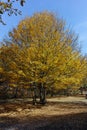 Amazing Autumn Landscape with yellow near Devil town in Radan Mountain