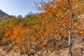 Amazing Autumn Landscape with yellow near Devil town in Radan Mountain