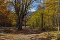 Amazing Autumn Landscape with yellow near Devil town in Radan Mountain