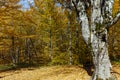 Amazing Autumn Landscape with yellow near Devil town in Radan Mountain