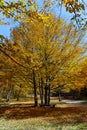 Amazing Autumn Landscape with yellow near Devil town in Radan Mountain