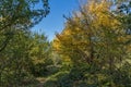 Autumn Landscape with yellow tree near Pancharevo lake, Sofia city Region, Bulgaria Royalty Free Stock Photo