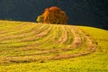 Amazing autumn rural landscape with lonely yellow tree on pasturage Royalty Free Stock Photo