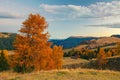 Amazing autumn scenery of Alpe di Siusi at sunrise, Dolomite Alps, Italy Royalty Free Stock Photo