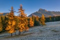 Amazing autumn scenery with yellow larches on foreground and rocky peaks Royalty Free Stock Photo