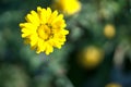 Amazing autumn view bright yellow chrysanthemums flower symbolizing neglected love or sorrow. Seen in Marlay Park  Dublin  Ireland Royalty Free Stock Photo