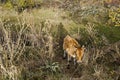 Amazing autumn view of glade with deciduous trees, bush and beauty beige calf around Batak dam reservoir