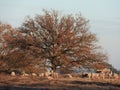 Amazing miracle: shadow of white sheep on right, creates black lamb on another sheep. Grazing under tree. Christmas advent.