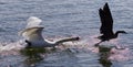 Amazing background with the angry swan attacking the Canada goose Royalty Free Stock Photo