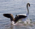 Amazing background with the Canada goose attacking the swan on the lake Royalty Free Stock Photo