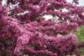 Amazing background in early springtime in Latvia with beautiful closeup of pink Siberian crab apple blossoms in daylight