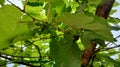 Amazing background of leaf green grapes