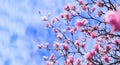 Amazing background with magnolia tree. Colorful purple flowers in the spring season. Beautiful pink magnolia petals on blue sky