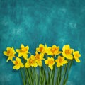 Amazing background with Yellow flowers daffodils