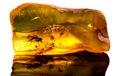 Amazing baltic amber with frozen in this piece a mosquito Royalty Free Stock Photo