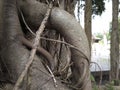 Amazing banyan root in deep tropical forest.