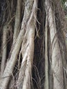Amazing banyan root in deep tropical forest.